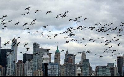 Shared Spaces: Bird-Friendly Cities and CommunitiesWOS – International Parliament for Safety and Peace