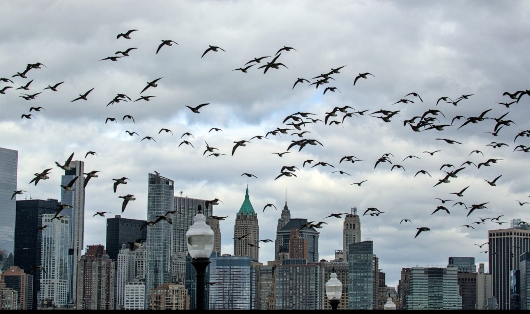 Shared Spaces: Bird-Friendly Cities and CommunitiesWOS – International Parliament for Safety and Peace