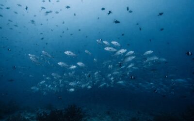 Il Trattato sull’Alto Mare entra in vigore: una svolta concreta per la tutela degli oceani e delle generazioni future.