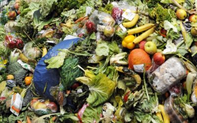 Spreco alimentare e responsabilità globale: verso un modello sostenibile e circolare